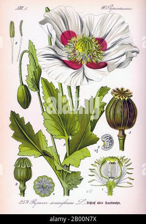 Welt: Papaver somniferum, der Opiummohn, botanischer Stich aus dem 19. Jahrhundert. Opiummohn, Papaver somniferum, ist die Pflanzenart, aus der Opium- und Mohnsamen gewonnen werden. Opium ist die Quelle vieler Opiate, einschließlich Morphin, Thebain, Codein, Papaverin und Noscapin. Der lateinische botanische Name bedeutet den "schlaffbringenden Mohn", der sich auf die beruhigenden Eigenschaften einiger dieser Opiate bezieht. Stockfoto