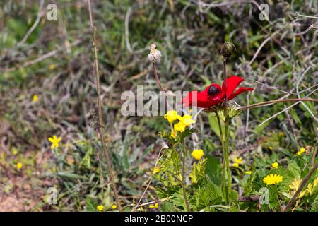 Rote Wildblume in der Sonne blüht im Gras auf verschwommenem Hintergrund dicht oben Stockfoto