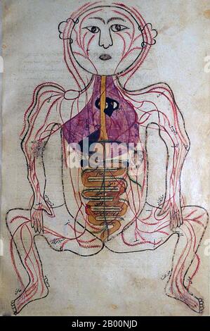 Persien / Iran: Anatomische Zeichnung des Tashrīḥ-i badan-i insān aus dem 15. Jahrhundert. Manṣūr ibn Muḥammad ibn Aḥmad, Tashrīḥ-i badan-i insān ('die Anatomie des menschlichen Körpers'). Persisches Manuskript, Kopie undatiert; Aussehen von Papier, Handschrift, Tinte, Illustrationen, etc. Suggerieren ca. Ende 15. Oder sehr frühen 16. Jahrhundert. Stockfoto