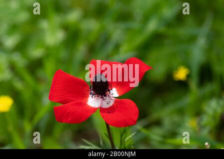 Rote Wildblume in der Sonne blüht im Gras auf verschwommenem Hintergrund dicht oben Stockfoto