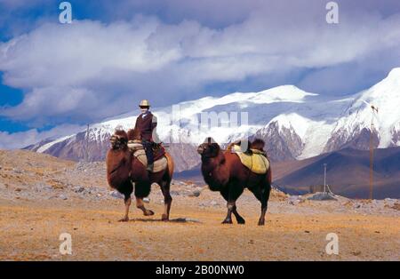 China: Baktrische Kamele und Reiter in der Nähe des Karakul-Sees auf dem Karakorum Highway, Xinjiang. Das Baktriankamel (Camelus bactrianus) ist ein großes, in den Steppen Zentralasiens heimischer Huftier mit gleichem Zehenstachel. Sie ist derzeit in der Wildnis auf entlegene Regionen der Wüsten Gobi und Taklimakan der Mongolei und Xinjiang, China, beschränkt. Das baktrische Kamel hat zwei Höcker auf dem Rücken, im Gegensatz zum einbuckigen Dromedary-Kamel. Stockfoto
