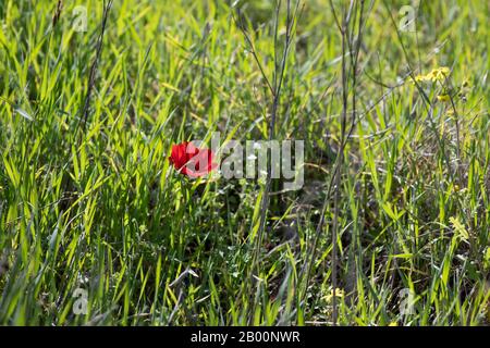 In der Sonne blüht im Gras eine rote Wildblume Stockfoto