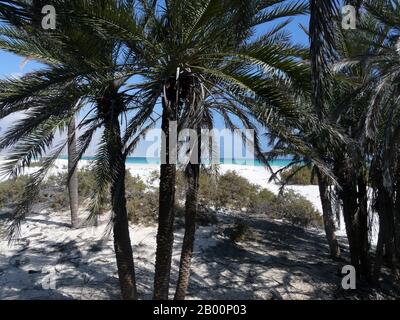 Jemen: Socotra Island (Suqutra Island), Nawjad, südlich der Insel Socotra. Socotra, auch Soqotra geschrieben, ist ein kleiner Archipel von vier Inseln im Indischen Ozean. Die größte Insel, auch Socotra genannt, ist etwa 95% der Landmasse des Archipels. Es liegt etwa 240 km (150 mi) östlich des Horns von Afrika und 380 km (240 mi) südlich der Arabischen Halbinsel. Die Insel ist sehr isoliert und durch den Prozess der Artbildung, ein Drittel seiner Pflanzenwelt ist nirgendwo anders auf dem Planeten gefunden. Es wurde als der am meisten Alien-aussehende Ort auf der Erde beschrieben. Socotra ist Teil der Republik Jemen. Stockfoto