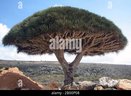 Jemen: Insel Socotra (Insel Suqutra), Dracaena cinnabari (Drachenblutbaum) auf der Dixsam-Hochebene. Socotra, auch Soqotra geschrieben, ist ein kleiner Archipel von vier Inseln im Indischen Ozean. Die größte Insel, auch Socotra genannt, ist etwa 95% der Landmasse des Archipels. Es liegt etwa 240 km (150 mi) östlich des Horns von Afrika und 380 km (240 mi) südlich der Arabischen Halbinsel. Die Isolation der Insel hat zu Artbildung geführt, mit einem Drittel seines Pflanzenlebens ist nirgendwo anders auf dem Planeten zu finden. Es wurde als der am meisten Alien-aussehende Ort auf der Erde beschrieben. Socotra ist Teil des Jemen. Stockfoto