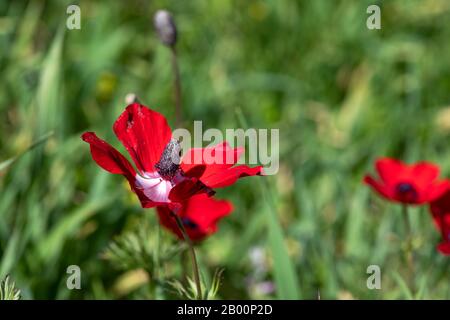 Rote Wildanemone blühen im Gras in der Sonne auf verschwommenem Hintergrund dicht oben Stockfoto