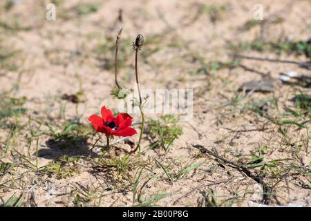 Rote Anemonblüte mit Knospe, die auf sandigem Boden blüht Stockfoto