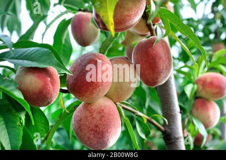 Nahaufnahme von wachsenden Pfirsichen an einem Baum im Obstgarten Stockfoto