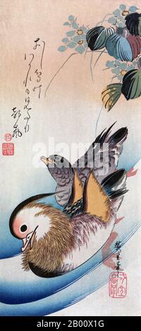 Japan: 'Oshidori (Mandarin Ducks)'. Holzschnitt von Utagawa Hiroshige (1797-1858), c. 1830-1858. "Mandarin Ducks" wird von einem Gedicht begleitet, das lautet: "Draußen in einem Morgenwind, haben ein Paar Mandarinenten Enten Abschied gesehen. Selbst das beste Liebespaar streitet'. Hiroshige war Mitglied der Utagawa-Schule, die von Utagawa Toyoharu gegründet wurde, deren wichtigste Innovation seine Anpassung der linearen Perspektive an japanische Themen war. Sein Schüler, Toyokuni I, übernahm nach Toyoharus Tod die Schule und machte die Gruppe zur berühmtesten und mächtigsten Holzschnitt-Schule des 19. Jahrhunderts. Stockfoto