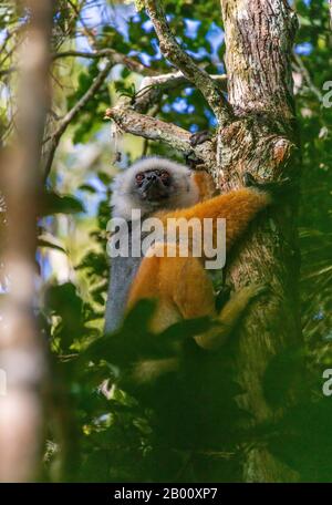 Diademed Sifaka krampfte auf einen Baumstamm Stockfoto