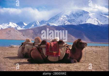 China: Baktrische Kamele in der Nähe des Karakul-Sees auf dem Karakorum Highway, Xinjiang. Das Baktriankamel (Camelus bactrianus) ist ein großes, in den Steppen Zentralasiens heimischer Huftier mit gleichem Zehenstachel. Sie ist derzeit in der Wildnis auf entlegene Regionen der Wüsten Gobi und Taklimakan der Mongolei und Xinjiang, China, beschränkt. Das baktrische Kamel hat zwei Höcker auf dem Rücken, im Gegensatz zum einbuckigen Dromedary-Kamel. Stockfoto