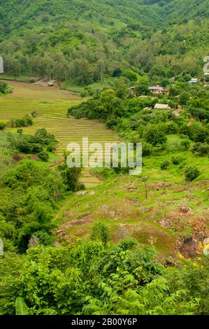 Thailand: Reisterrassen, Ban Huai Masang, Provinz Chiang Rai, Nordthailand. Der Samen der monocot Gruppe der blühenden Pflanzen, Reis ist ein Getreide, das in zwei großen Sorten kommt: Oryza sativa oder asiatischen Reis, Und Oryza glaberrima oder afrikanischer Reis.für einen großen Teil der Weltbevölkerung, insbesondere in Zentral-, Ost- und Südasien, ist Reis eine der wichtigsten und am meisten konsumierten Nahrungsquellen.Etymologisch stammt das Wort Reis aus dem altfranzösischen "ris", datiert um die Mitte des 13. Jahrhunderts. Der altfranzösische Begriff selbst wird angenommen, dass er von der Ita abgeleitet wurde Stockfoto