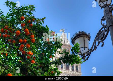 Selektive Fokussierung auf den orangefarbenen Baum im Vordergrund. Giralda-Turm im Hintergrund. Sonniger Tag, blauer Himmel. Stockfoto