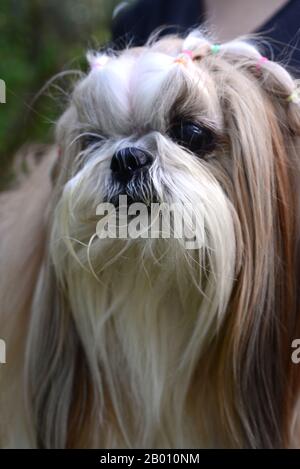 Süßer Shih-Tzu-Hund mit langen, gepfeilten Haaren im Garten Stockfoto