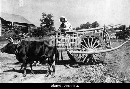 Thailand: Ein Landwirt trägt Holz in seinem Ochsenkarren, Nordthailand, c. 1900. Die nördliche Region des heutigen Thailands, die den zentralen Siamesen um die Wende des 20. Jahrhunderts als laotische Staaten bekannt war, war eine unabhängige Region, die als das Lanna-Königreich bekannt war. Die Hauptstadt Chiang Mai wurde 1296 von König Mengrai erbaut. Die Stadt wurde 1776 – 91 aufgrund burmesischer Invasionen aufgegeben, wurde aber zur gleichen Zeit zu einem anerkannten Teil von Siam. Der Norden war nur über den Fluss mit Bangkok verbunden, eine Reise, die etwa sechs Monate dauern konnte, bis 1922 eine Eisenbahn fertiggestellt wurde. Stockfoto