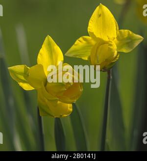 Narzissen am Morgen, Frühlingsblumen Stockfoto