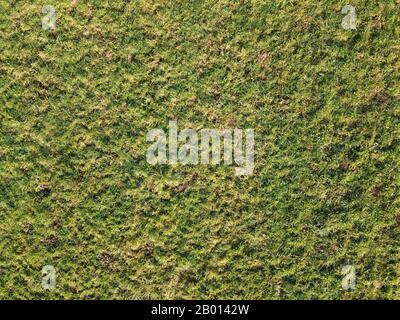 Robuste Struktur des Rasenrasens im Vollformathintergrundkonzept, von oben aufgenommen. Draufsicht auf grünen Rasen mit gelben Grasflecken Stockfoto