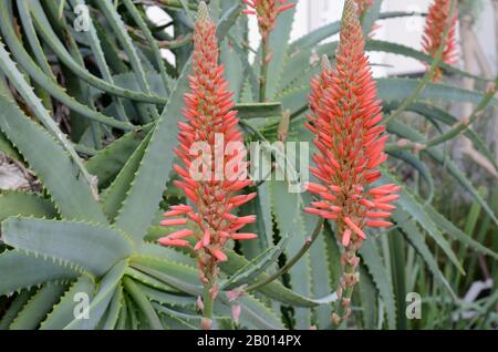 Die Blumen der Aloe arborescens Winter blühen blühen saftig mehrjährige Pflanzenfackel Aloe Stockfoto