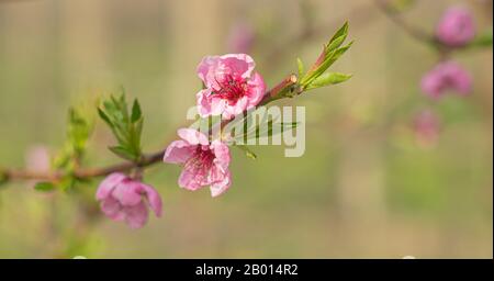 Rosafarbene Blumen auf grünem Hintergrund. Frühlingsblumen Hintergrund mit rosafarbenen Blumen. Nahaufnahme des künstlerischen Effekts. Stockfoto