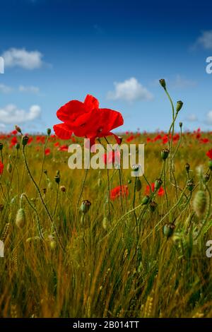 Portrait Nahansicht einer einzelnen roten Mohnblume, in einem Feld von Gerste und anderen Mohn in der Ferne, mit einem leuchtend blauen Sommerhimmel. Stockfoto