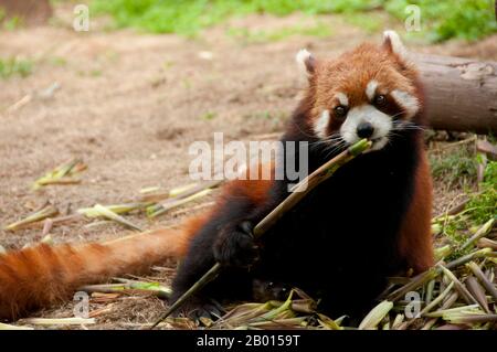 China: Roter Panda oder kleiner Panda, Forschungsbasis zur Züchtung des Großen Pandas, Chengdu, Provinz Sichuan. Der rote Panda (Ailurus fulgens, oder glänzende Katze) ist ein kleines arborealer Säugetier, der im östlichen Himalaya und im Südwesten Chinas beheimatet ist. Es ist die einzige Art der Gattung Ailurus. Sie ist etwas größer als eine Hauskatze und hat ein rötlich-braunes Fell, einen langen, zotteligen Schwanz und eine watschelnde Gangart aufgrund ihrer kürzeren Vorderbeine. Er ernährt sich hauptsächlich von Bambus, ist aber allesfressend und kann auch Eier, Vögel, Insekten und kleine Säugetiere fressen. Es ist ein einsames Tier, das hauptsächlich von der Dämmerung bis zur Dämmerung aktiv ist. Stockfoto