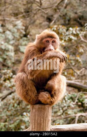 China: Einer der aggressiven tibetischen Makaken des Berges Emei, Emeishan, Provinz Sichuan. Der tibetische Makak (Macaca thibetana), auch bekannt als der chinesische Stumptailed-Makak oder Milne-Edwards-Makak, wird von Ost-Tibet östlich bis Guangdong und nördlich bis Shaanxi in China gefunden. Diese Art lebt in subtropischen Wäldern (gemischte Laub- bis immergrüne Wälder) in Höhen von 800 bis 2500 Metern. Der tibetische Makak hat ein langes, dichtes braunes Fell mit Schnurrhaaren, aber einem haarlosen Gesicht. Die Säuglinge haben silbernes und schwarzes Fell, das sich im Alter von zwei Jahren in seine Erwachsenenfarbe ändert. Stockfoto