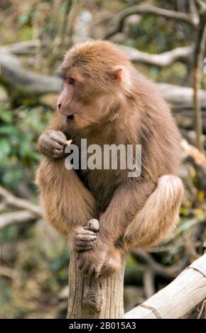 China: Einer der aggressiven tibetischen Makaken des Berges Emei, Emeishan, Provinz Sichuan. Der tibetische Makak (Macaca thibetana), auch bekannt als der chinesische Stumptailed-Makak oder Milne-Edwards-Makak, wird von Ost-Tibet östlich bis Guangdong und nördlich bis Shaanxi in China gefunden. Diese Art lebt in subtropischen Wäldern (gemischte Laub- bis immergrüne Wälder) in Höhen von 800 bis 2500 Metern. Der tibetische Makak hat ein langes, dichtes braunes Fell mit Schnurrhaaren, aber einem haarlosen Gesicht. Die Säuglinge haben silbernes und schwarzes Fell, das sich im Alter von zwei Jahren in seine Erwachsenenfarbe ändert. Stockfoto