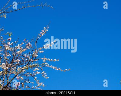 Schöne Lagerstroemia floribunda Blume, lila Blume auf blauem Himmel Hintergrund, Schön blühende rosa-purpurweiße blühende Blumen Stockfoto