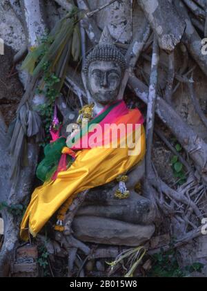 Thailand: Ein Buddha in einer Bodhi-Baumwurzel, Ayutthaya Historical Park. Ayutthaya (Ayudhya) war ein siamesisches Königreich, das von 1351 bis 1767 existierte. Ayutthaya war gegenüber ausländischen Händlern freundlich, darunter Chinesen, Vietnamesen (Annamesen), Inder, Japaner und Und später die Portugiesen, Spanier, Holländer und Franzosen, die es ihnen ermöglichten, Dörfer außerhalb der Stadtmauern zu bauen. Im 16. Jahrhundert wurde sie von ausländischen Händlern als eine der größten und reichsten Städte im Osten beschrieben. Der Hof von König Narai (1656–1688) hatte starke Verbindungen mit dem von König Ludwig XIV. Von Frankreich. Stockfoto