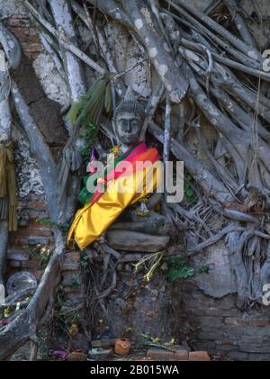 Thailand: Ein Buddha in einer Bodhi-Baumwurzel, Ayutthaya Historical Park. Ayutthaya (Ayudhya) war ein siamesisches Königreich, das von 1351 bis 1767 existierte. Ayutthaya war gegenüber ausländischen Händlern freundlich, darunter Chinesen, Vietnamesen (Annamesen), Inder, Japaner und Und später die Portugiesen, Spanier, Holländer und Franzosen, die es ihnen ermöglichten, Dörfer außerhalb der Stadtmauern zu bauen. Im 16. Jahrhundert wurde sie von ausländischen Händlern als eine der größten und reichsten Städte im Osten beschrieben. Der Hof von König Narai (1656–1688) hatte starke Verbindungen mit dem von König Ludwig XIV. Von Frankreich. Stockfoto