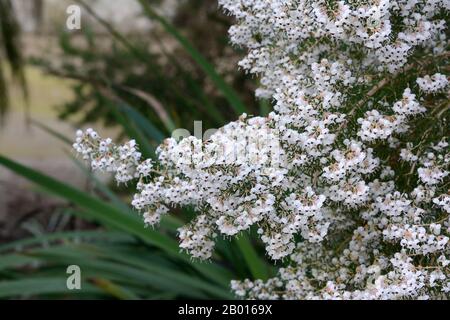 Erica Canaliculata Kanalisierte Heide heizt große Sprays aus weißen glockenförmigen Blumen Stockfoto