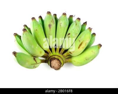 Bananen auf weißem Grund isolieren, Musaceae, Kultivierte Banane, Namwa, Grüne Frucht Stockfoto