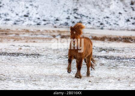 Kastaniensisches isländisches Pferd, das über eine gefrorene und verschneite Wiese läuft. Winter in Island. Stockfoto