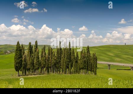 Gruppe von Eisbären in Cornfield, San Quirico d'Orcia, Val d'Orcia, Toskana, Italien. Stockfoto