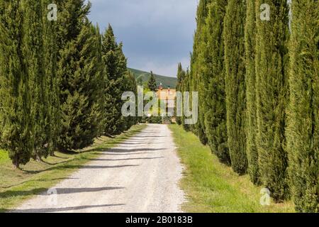 Italienische Zypressebäume Reihen sich und eine weiße Landschaft auf dem Land in der Nähe von Siena, Toskana, Italien. Stockfoto