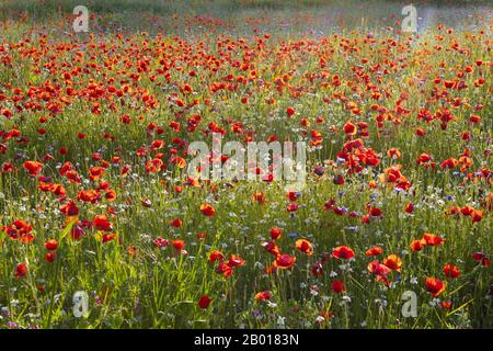 Frühlingsmeadow Gefüllt mit Poppies, Pienza, Val d'Orcia, Toskana, Italien. Stockfoto