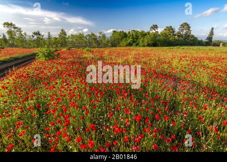 Frühlingsmeadow Gefüllt mit Poppies, Pienza, Val d'Orcia, Toskana, Italien. Stockfoto