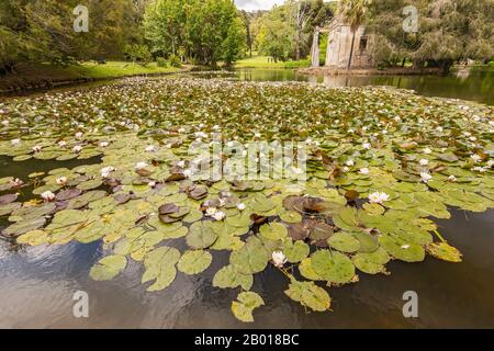 Der englische Garten des Königspalastes von Caserta, einer kleinen Insel inmitten eines Teiches mit Lilien, Italien. Stockfoto