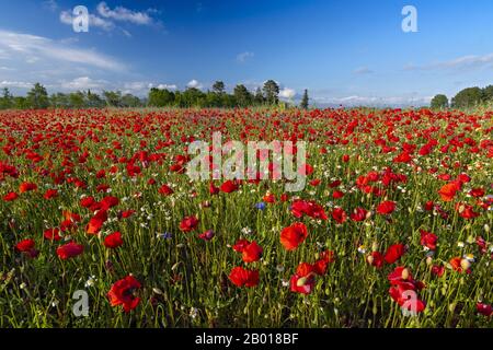 Frühlingsmeadow Gefüllt mit Poppies, Pienza, Val d'Orcia, Toskana, Italien. Stockfoto