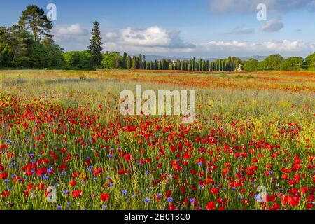 Frühlingsmeadow Gefüllt mit Poppies, Pienza, Val d'Orcia, Toskana, Italien. Stockfoto