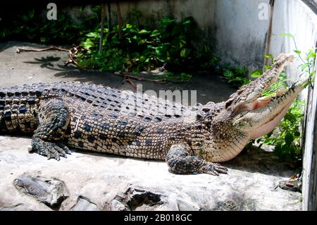 Thailand: Krokodil im Wat Chakkrawat, Bangkok. Wat Chakkrawat ist berühmt für seine lebenden Krokodile und auch für eine kleine Grotte, die einen sogenannten Buddha-Schatten enthält. Besucher drücken Blattgold auf die Schattenform. Stockfoto