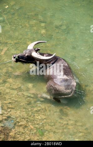 China: Büffel, der in der Nähe des Dorfes Langde Shang in der Provinz Guizhou in Miao ein Bad nimmt. Der Wasserbüffel oder der einheimische asiatische Wasserbüffel (Bubalus bubalis) ist ein großes Rind, das häufig als Viehbestand in Südasien, aber auch in Südamerika, Südeuropa, Nordafrika und anderswo verwendet wird. Büffel werden als Zugluft-, Fleisch- und Milchtiere verwendet. Ihr Mist wird als Dünger und als Brennstoff verwendet, wenn es getrocknet wird. In Chonburi, Thailand, Pakistan und in der südwestlichen Region von Karnataka, Indien, gibt es jährliche Wasserbüffelrassen, die als Kambala bekannt sind. Stockfoto