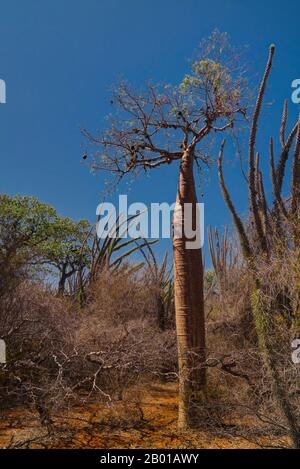 Landschaft mit Adansonia rubrostipa aka fony Baobab Baum, Reniala Reserve Park, Toliara, Madagaskar Stockfoto