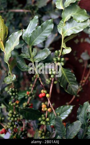 Vietnam: Kaffeesträucher in Khe Sanh, Zentralvietnam. Vor vier Jahrhunderten war Kaffee jenseits des Horns von Afrika und Südarabien, dem Gebiet, aus dem ein kleiner, beerenhaltiger Baum, der der Wissenschaft als Kaffee-arabica bekannt ist, entstand, fast unbekannt. Die bescheidene Pflanze, die heute eine so wichtige Rolle in unserem Leben spielt, ist vermutlich in der Kaffa-Region im Hochland Ethipia beheimatet -- aus der der Name 'Kaffee' stammen könnte; andere argumentieren, dass sie von ihrem arabischen Namen qahwa abgeleitet sei. Stockfoto