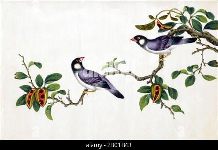 China: Java Sparrow. Aquarellmalerei aus einem Gouache-Album verschiedener chinesischer Vögel, 19.. Jahrhundert. Der Java-Sperling (Padda oryzivora), auch bekannt als Java-Reisvögel, Java-Reissperling oder Java-Finken, ist ein in Java, Bali und Bawean in Indonesien ansässiger Brutvogel. Er ist seit Jahrhunderten ein beliebter Käfigvogelarten, vor allem in China und Japan sowie Mitte 1900s in den Vereinigten Staaten, bevor ihr Import verboten wurde. Stockfoto