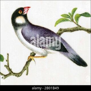 China: Java Sparrow. Aquarellmalerei aus einem Gouache-Album verschiedener chinesischer Vögel, 19.. Jahrhundert. Der Java-Sperling (Padda oryzivora), auch bekannt als Java-Reisvögel, Java-Reissperling oder Java-Finken, ist ein in Java, Bali und Bawean in Indonesien ansässiger Brutvogel. Er ist seit Jahrhunderten ein beliebter Käfigvogelarten, vor allem in China und Japan sowie Mitte 1900s in den Vereinigten Staaten, bevor ihr Import verboten wurde. Stockfoto