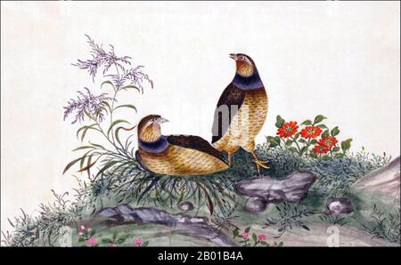 China: Japanischer Wachtel. Aquarellmalerei aus einem Gouache-Album verschiedener chinesischer Vögel, 19.. Jahrhundert. Die Japanische Wachtel (Coturnix japonica), auch bekannt als die Coturnix-Wachtel, ist eine Art der Wachtel der Alten Welt, die zuerst als Unterart der Wachtel galt, bevor sie als separate Spezies betrachtet wurde. Sie ist in ganz Ostasien zu finden und befindet sich auch in vielen Teilen Afrikas und einigen Regionen Europas. Stockfoto