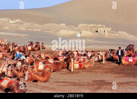 China: Kamele ruhen in den singenden Sanddünen von Mingsha Shan (Mingsha Hills) in der Kumtagh-Wüste, Provinz Gansu. Mingsha Shan (Singende Sanddünen) liegen etwa 4km südlich von Dunhuang. Sie sind die größten und eindrucksvollsten Sanddünen in China. Die Hauptdünen erheben sich zwischen 250m und 300m. Sie werden ‘Singing Sands’ genannt, weil die sich verschiebenden Sandkörner bei starken Winden ein brummendes Geräusch verursachen. Die Kumtagh-Wüste ist ein Teil der Taklamakan-Wüste, die östlich-südöstlich der Wüste Lop liegt. Stockfoto