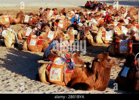 China: Kamele ruhen in den singenden Sanddünen von Mingsha Shan (Mingsha Hills) in der Kumtagh-Wüste, Provinz Gansu. Mingsha Shan (Singende Sanddünen) liegen etwa 4km südlich von Dunhuang. Sie sind die größten und eindrucksvollsten Sanddünen in China. Die Hauptdünen erheben sich zwischen 250m und 300m. Sie werden ‘Singing Sands’ genannt, weil die sich verschiebenden Sandkörner bei starken Winden ein brummendes Geräusch verursachen. Die Kumtagh-Wüste ist ein Teil der Taklamakan-Wüste, die östlich-südöstlich der Wüste Lop liegt. Stockfoto