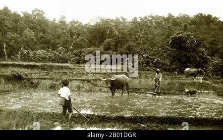 Birma: Shan Farmer bereiten ihre Reisfelder mit Hilfe von Wasserbüffeln vor, c. 1892-1896. Der im Nordosten des Landes gelegene Shan-Staat deckt ein Viertel der Landmasse Birmas ab. Es war traditionell in Fürstentümer getrennt und besteht hauptsächlich aus ethnischen Shan, Burman Pa-O, Intha, Taungyo, Danu, Palaung und Kachin. Stockfoto