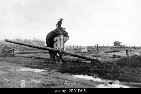 Birma: Ein Elefant und Mahout, der an einem Holzfällungsprojekt arbeitet, c. 1892-1896. Die britische Eroberung Birmas begann 1824 als Reaktion auf einen birmanischen Versuch, Indien zu erobern. 1886 und nach zwei weiteren Kriegen hatte Großbritannien das ganze Land in den britischen Raj aufgenommen. Um den Handel anzukurbeln und Veränderungen zu erleichtern, brachten die Briten Inder und Chinesen ein, die die Burmesen schnell in städtische Gebiete vertrieben. Bis heute haben Rangoon und Mandalay große ethnische Indianer. Eisenbahnen und Schulen wurden gebaut, ebenso wie zahlreiche Gefängnisse, darunter das berüchtigte Insein-Gefängnis. Stockfoto